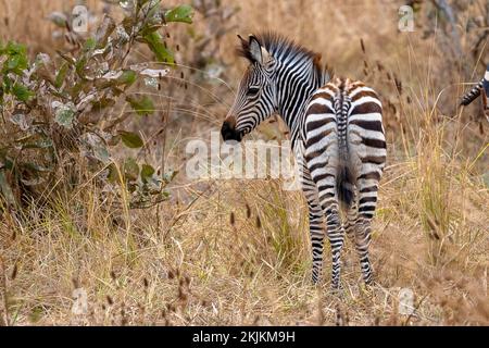 Zèbre des plaines de la sous-espèce rampshay's zébra (Equus quagga crapshayi), jeune, foal, juvénile, Luangwa du Sud, Zambie, Afrique Banque D'Images