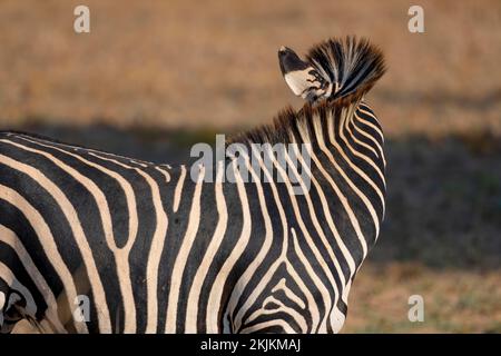 Zèbre des plaines de la sous-espèce rampshay's zébra (Equus quagga crapshayi), Turning Away, Luangwa Sud, Zambie, Afrique Banque D'Images