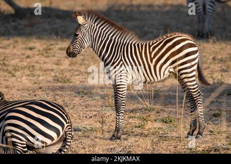 Zèbre des plaines de la sous-espèce rampshay's zébra (Equus quagga crapshayi), foal, juvénile, jeune, Luangwa du Sud, Zambie, Afrique Banque D'Images