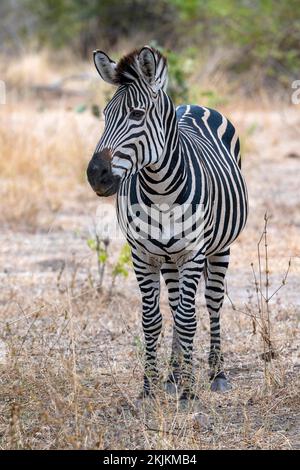 Zèbre des plaines de la sous-espèce zébrée de rampshay (Equus quagga crapshayi), Luangwa du Sud, Zambie, Afrique Banque D'Images
