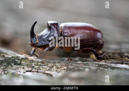 Coléoptère européen des rhinocéros (Oryctes nasicornis), mâle mort sur bois mort, Basse-Saxe, Allemagne, Europe Banque D'Images