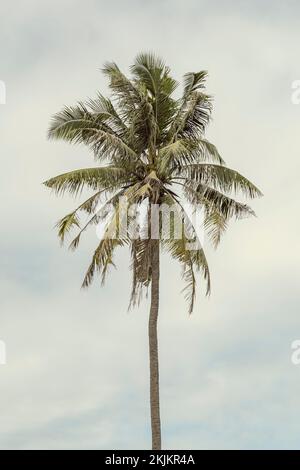 Palmier sur le fond d'un ciel nuageux dans les rayons chauds du soleil. Style vintage Banque D'Images