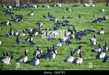 Les oies du Canada (Branta canadensis) se rassemblent dans un pré de la mer du Nord, Schleswig-Holstein, Allemagne, Europe Banque D'Images