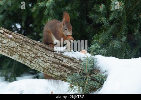 Écureuil avec écrou dans la bouche debout sur le tronc d'arbre avec la neige regardant à droite Banque D'Images