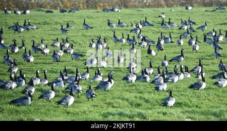 Les oies du Canada (Branta canadensis) se rassemblent dans un pré de la mer du Nord, Schleswig-Holstein, Allemagne, Europe Banque D'Images