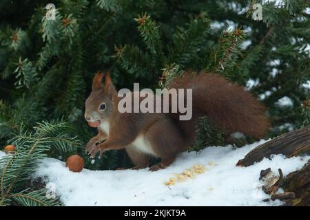 Écureuil avec écrou dans la bouche debout sur le tronc d'arbre avec la neige regardant à gauche Banque D'Images