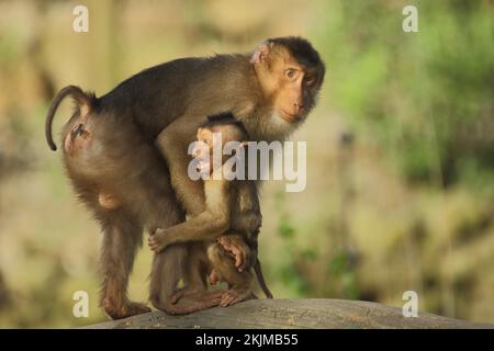 Singe porcin, homme, jeune, deux, mère, Protéger, hurler, peur, macaque (Macaca nemestrina) (macaque), macaque, guenon, guenon, Anthropoidae, catarrhine Banque D'Images
