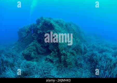 (Posidonia oceanica) prairie d'herbes marines, Bastia, Corse, France, Europe Banque D'Images