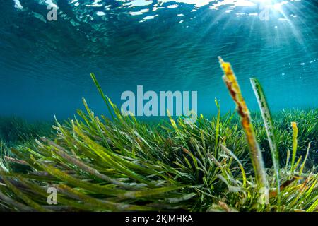 (Posidonia oceanica) Prairie d'herbes marines, Parc national de Taza, Algérie, Afrique Banque D'Images