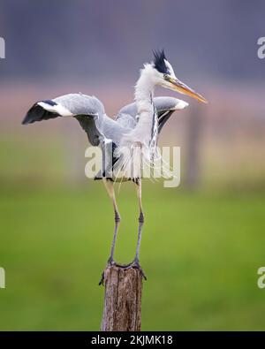 Héron gris (Ardea cinerea) debout sur une barrière de pâturage, en flanquant ses ailes, allongé en attente, souris de chasse, Sachen-Anhalt, Allemagne, Europe Banque D'Images