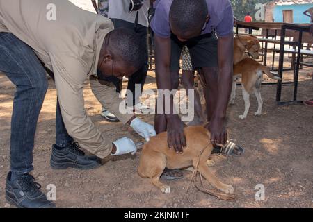 Début de la campagne de vaccination de masse lors de la Journée mondiale de la rage Banque D'Images