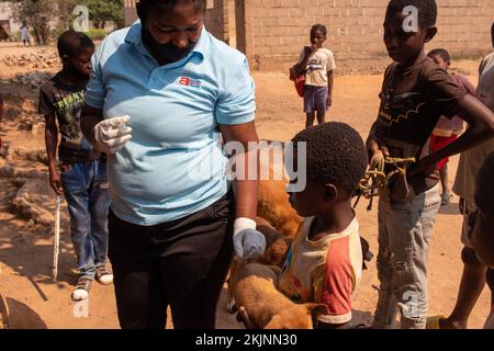 Début de la campagne de vaccination de masse lors de la Journée mondiale de la rage Banque D'Images