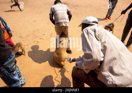 Début de la campagne de vaccination de masse lors de la Journée mondiale de la rage Banque D'Images
