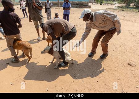 Début de la campagne de vaccination de masse lors de la Journée mondiale de la rage Banque D'Images