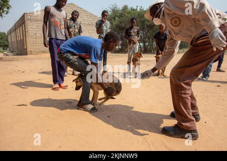 Début de la campagne de vaccination de masse lors de la Journée mondiale de la rage Banque D'Images