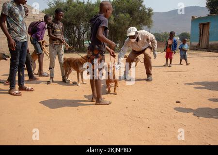 Début de la campagne de vaccination de masse lors de la Journée mondiale de la rage Banque D'Images