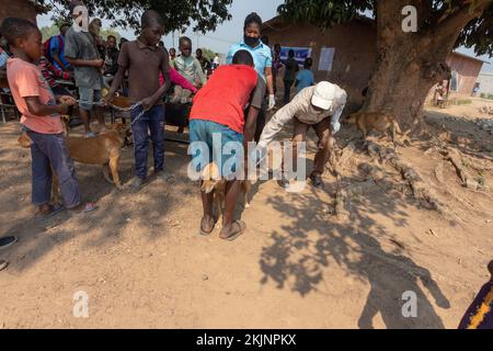 Début de la campagne de vaccination de masse lors de la Journée mondiale de la rage Banque D'Images