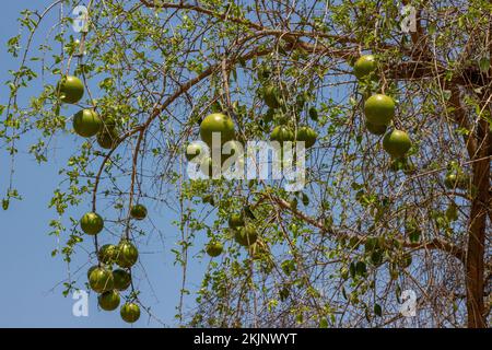 Fruit mûr de l'arbre Strychnos spinosa connu sous le nom d'orange natale ou d'orange singe Banque D'Images