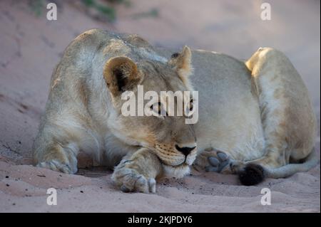 Lion (Panthera leo) Parc transfrontalier Kgalagadi, Afrique du Sud Banque D'Images