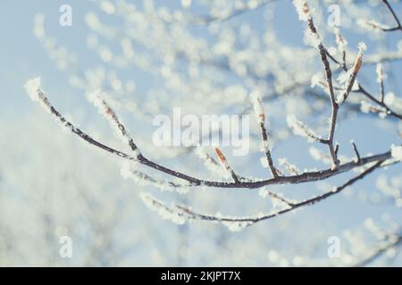 Gros plan des branches d'arbre dépolies photo concept Banque D'Images