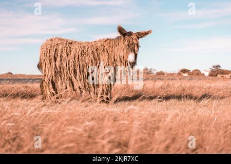 Un âne du Baudet du Poitou (Equus asinus) dans un champ de blé venteux contre le ciel lumineux Banque D'Images