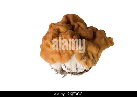 Découpe d'un faux champignon Morel, Gyromitra montana, sur fond blanc. Ce champignon a été trouvé poussant sous le mélange de sapin et de bouleau, sur une montagne s Banque D'Images