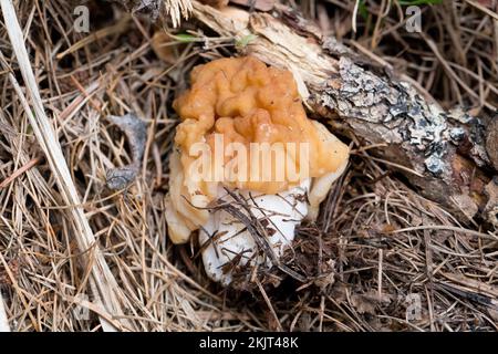 Un faux champignon de Morel, Gyromitra montana, niché dans des aiguilles de pin, a trouvé la croissance sur une pente de montagne au-dessus de Callahan Creek, dans le comté de Lincoln, Montana Banque D'Images