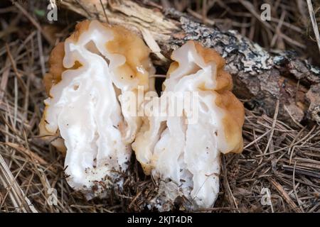 La section transversale d'un faux champignon Morel, Gyromitra montana, nichée dans des aiguilles de pin, s'est trouvée en croissance sur une pente de montagne au-dessus de Callahan Creek, à Li Banque D'Images