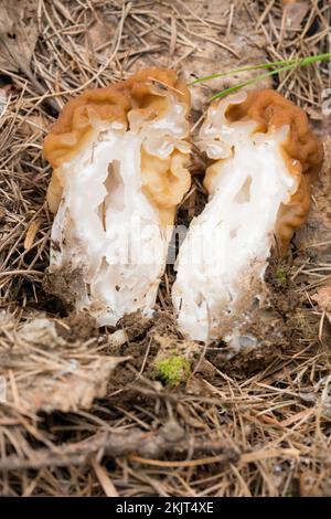 La section transversale d'un faux champignon Morel, Gyromitra montana, nichée dans des aiguilles de pin, s'est trouvée en croissance sur une pente de montagne au-dessus de Callahan Creek, à Li Banque D'Images