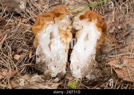 La section transversale d'un faux champignon Morel, Gyromitra montana, nichée dans des aiguilles de pin, s'est trouvée en croissance sur une pente de montagne au-dessus de Callahan Creek, à Li Banque D'Images