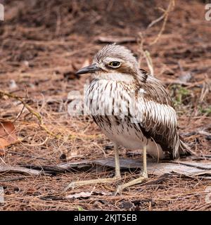 Bush pierre curlew oiseau sur l'île magnétique à townsville australie Banque D'Images