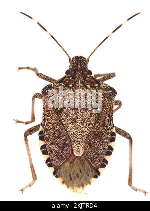 Insecte brun marmoré (Halyomorpha halys), photo macro isolée sur blanc Banque D'Images