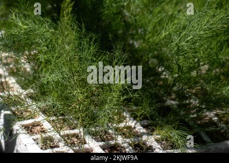 Une plantule d'asperge qui pousse dans le lit de semence en serre Banque D'Images