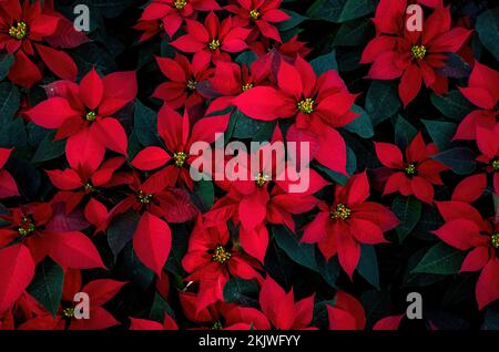 Un arrangement de belles poinsettias - poinsettia rouge ou fleur d'étoile de Noël Banque D'Images