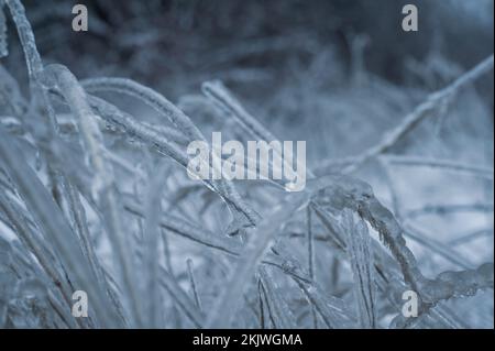 Pluie verglaçante hiver. Glaces sur la branche formée par la pluie verglaçante. Gros plan des glaçons suspendus de la branche recouverte de glace de la tempête de verglas d'hiver. Hiver glacé Banque D'Images