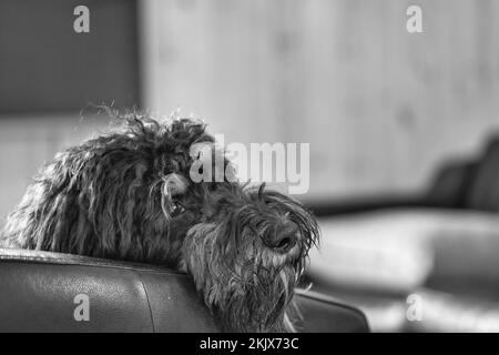 Goldendoodle couché décontracté sur un fauteuil tourné en noir et blanc. Chien de famille froid. Photo d'animal de chien Banque D'Images