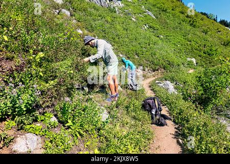 Cueillette de bleuets dans la nature sauvage de Glacier Peak, North Cascades, Pacific Crest Trail, Washington, États-Unis Banque D'Images