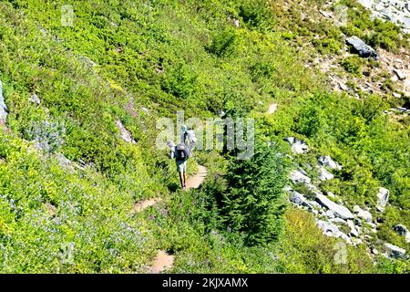 Cueillette de bleuets dans la nature sauvage de Glacier Peak, North Cascades, Pacific Crest Trail, Washington, États-Unis Banque D'Images