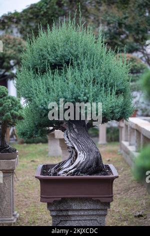 Bonsai en Chine Banque D'Images