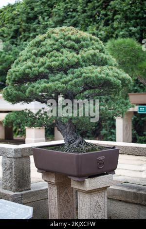 Bonsai en Chine Banque D'Images