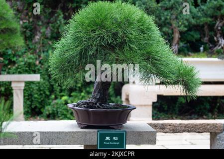 Bonsai en Chine Banque D'Images