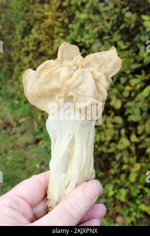 White Saddle Helvella crispa Banque D'Images