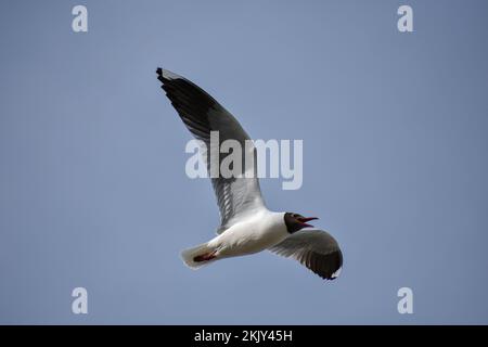 Guette à capuchon brun (Chericocephalus maculopennis) en vol, Argentine Banque D'Images