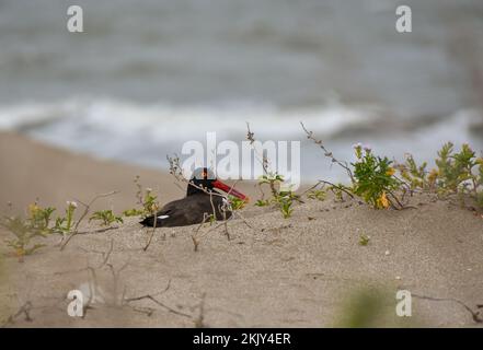 Élevage de l'oystercapcher américain (Haematopus palliatus) sur la plage, en Argentine Banque D'Images