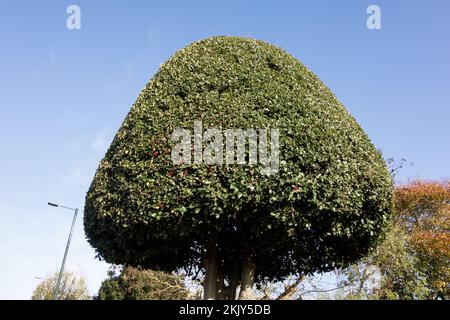 Une exposition de la topiaire de l'arbre de Yew (Taxus baccata) dans un jardin en Angleterre, au Royaume-Uni Banque D'Images
