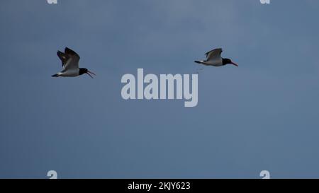 Hélicoptère américain (Haematopus palliatus) volant et piquant, Argentine Banque D'Images