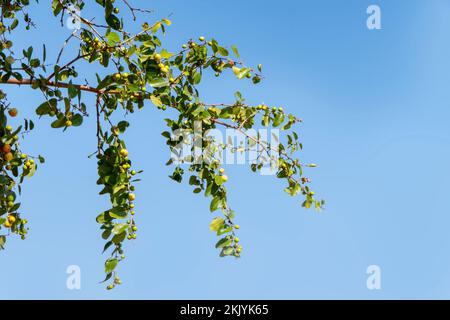 Mûrissement des fruits de Ziziphus spina-christi parmi les feuilles de près. Israël Banque D'Images