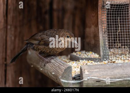 Turdus Merula - jeuvenile blackbird sur la table d'oiseaux de jardin iii Jardin, mai 2022 Banque D'Images