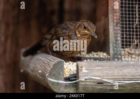 Turdus Merula - jeuvenile blackbird sur la table d'oiseaux de jardin iv. Jardin, mai 2022 Banque D'Images