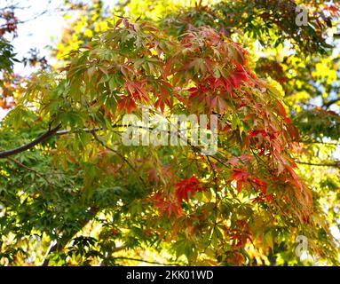 Gros plan des feuilles d'automne de l'arbre de jardin à feuilles caduques Acer palmatum elegans. Banque D'Images